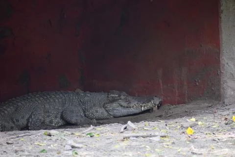 Crocodile is taking rest Stock Photos