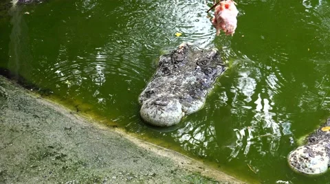 Crocodile tease chicken. Stock Footage 48554530