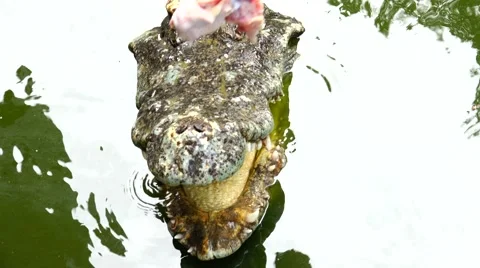 Crocodile tease chicken. Stock Footage 48555734