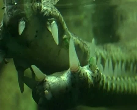 Crocodile teeth 库存影片 8994421