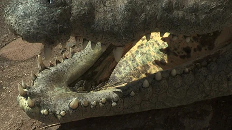 Crocodile teeth Stock Footage 30128441