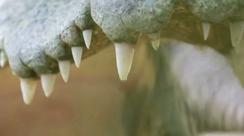 Crocodile Teeth Stock Footage 35730504