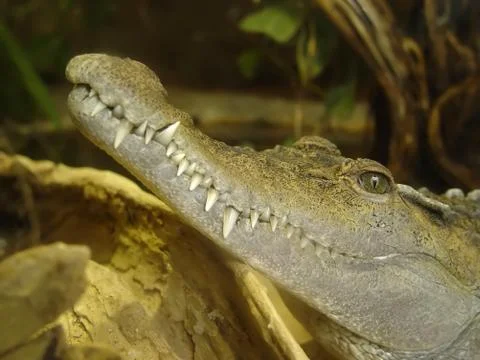 Crocodile teeth Stock Photos
