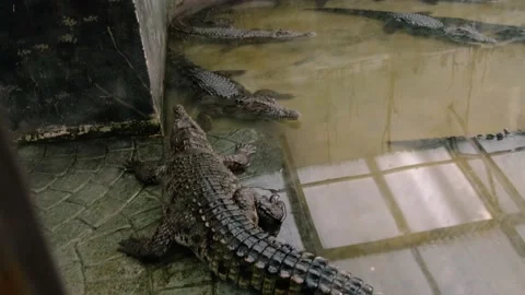 Crocodile in a terrarium Stock Footage 137652849