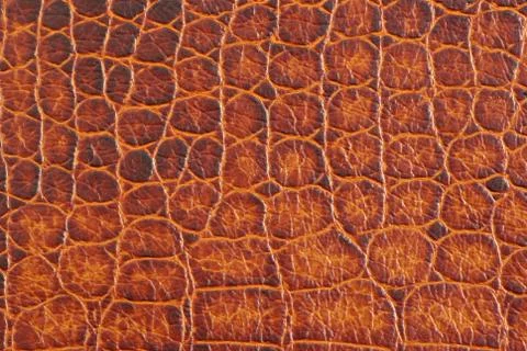 Crocodile texture 스톡 사진