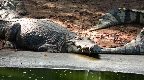 Crocodile thousands of years old. Stock Footage 48549233