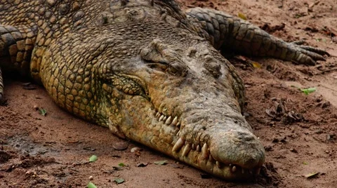 Crocodile thousands of years old. Stock Footage 48551117
