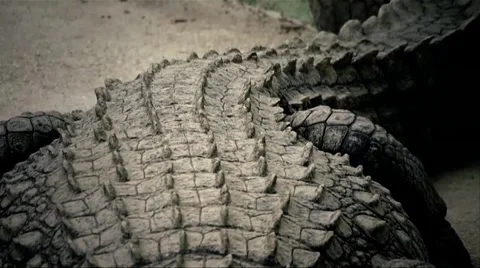Crocodile Threatens Stock Footage 1034765