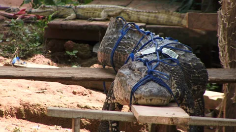 Crocodile tied up Amazon Rain Forrest Vidéo 32970404