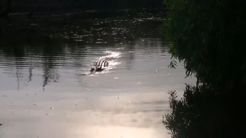 Crocodile towards boat Stock Footage 245953284