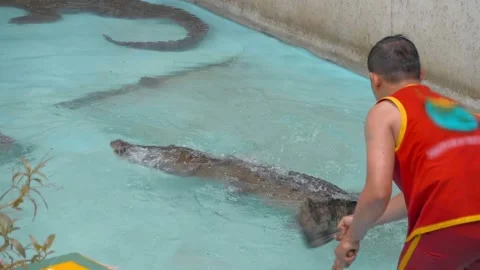 A crocodile trainer carefully and cheerfully interacts with a reptile Stock Footage 305670204