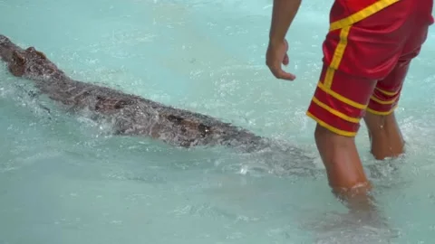 A crocodile trainer carefully and cheerfully interacts with a reptile Stock Footage 306371934