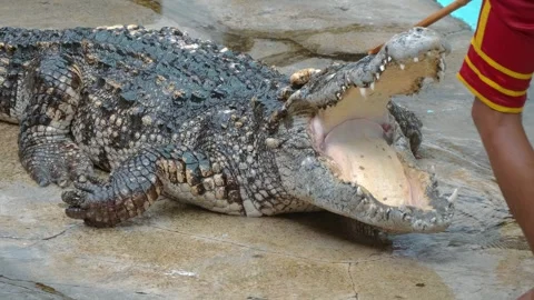 A crocodile trainer carefully and cheerfully interacts with a reptile Stock Footage 308871808
