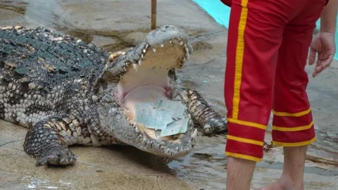 A crocodile trainer carefully and cheerfully interacts with a reptile Stock Footage 308889013