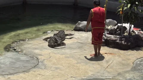 Crocodile With Trainer Vídeos de archivo 61331906