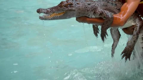 A crocodile trainer lifts a reptile into his arms to the delight of visitors Stock Footage 306371853