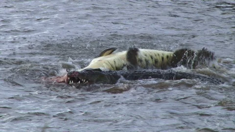 A crocodile turns round and round to cut pieces of meat to swallow Stock Footage 100390585