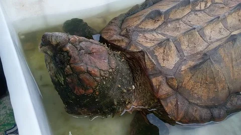 A crocodile turtle, big, in a pool of water Stock Footage 72202986