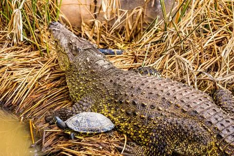 Crocodile with turtle on reed Stock Photos