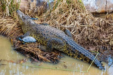 Crocodile with turtle on reed Stock Photos