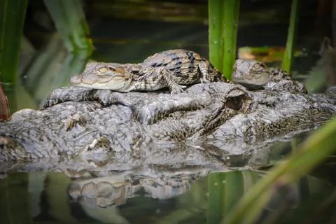 Crocodile with two babies Foto stock