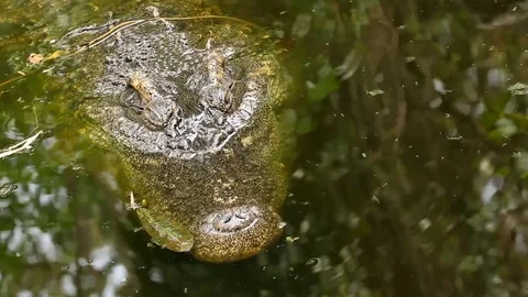 Crocodile from under water Stock Footage 78590928