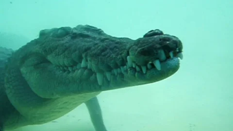 Crocodile Underwater Close Up Stock Footage 113038584