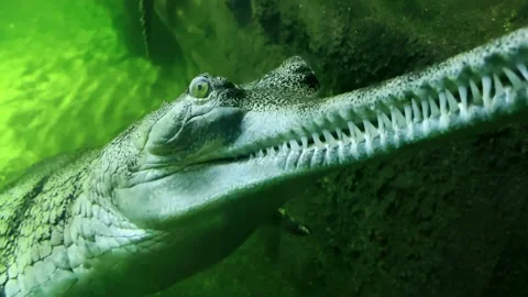 Crocodile Underwater Close-Up Slow Motion Cinematic 4K B-Roll Footage Stock Footage 308957347