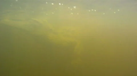 Crocodile underwater Stock Footage 768814