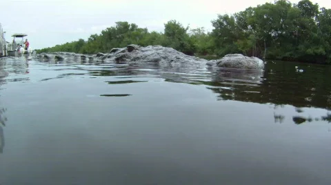 Crocodile Underwater Stock Footage 768891