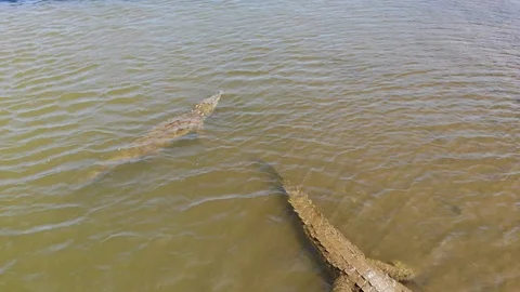 Crocodile underwater Stock Footage 127468794