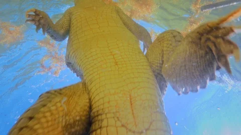 Crocodile underwater view from below extreme 4k shot Vídeos de archivo 102605847