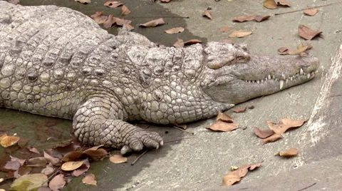 Crocodile upper body shot resting Stock Footage 34528042