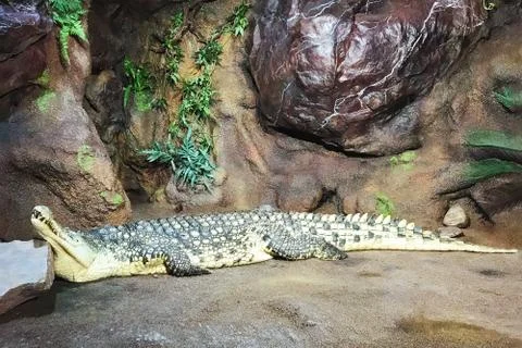 Crocodile on vacation. Stock Photos