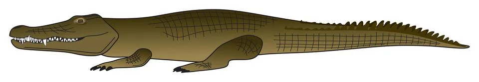 Crocodile vector drawing on isolated background cartoon reptile animal concept Stock Illustration