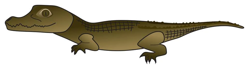 Crocodile vector drawing on isolated background cartoon reptile animal concept Stock Illustration