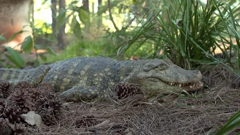 Crocodile in the vegetation Video stock 81054461