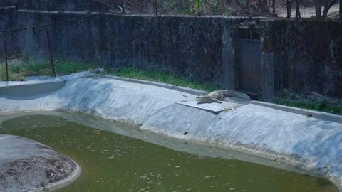 Crocodile Views from the Wild Stock Footage 313570764