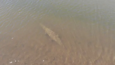 Crocodile waiting Stock Footage 127468727