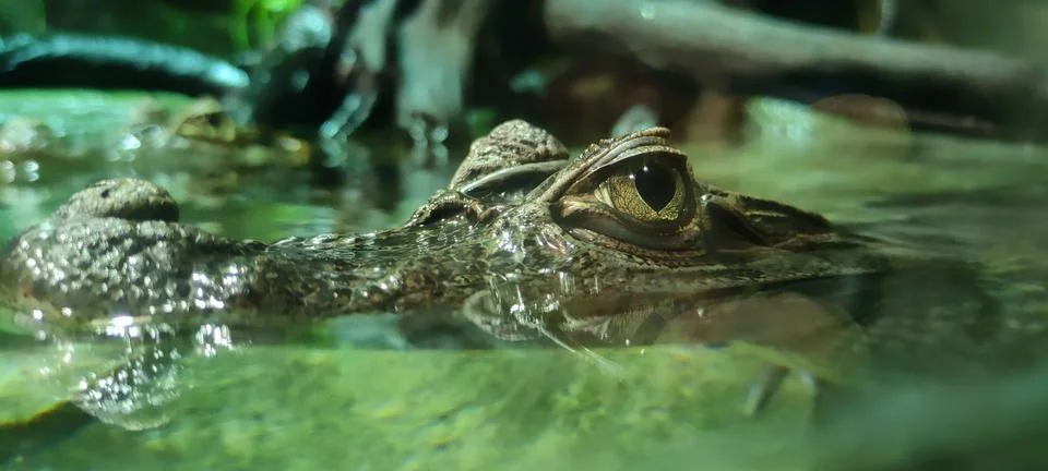 Crocodile waiting for its prey Stock Photos