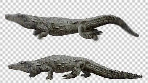 Crocodile Walking and Running Video stock 195265237