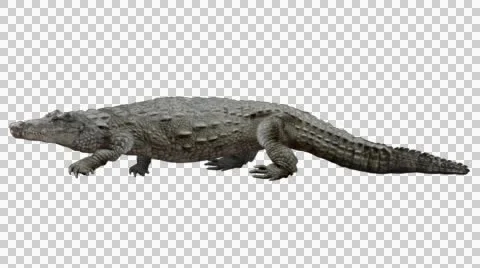 Crocodile walking. Animal isolated and includes alpha channel. Stock Footage