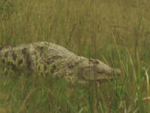 Crocodile walking 動画素材 77423279