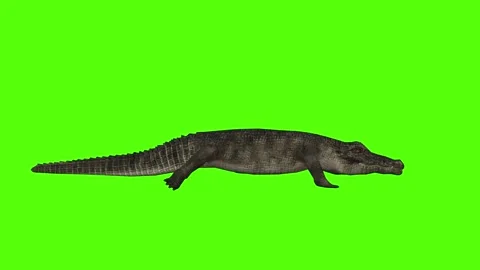 Crocodile Walking Green Screen Animation 4k Rendering Stock Footage 296980458