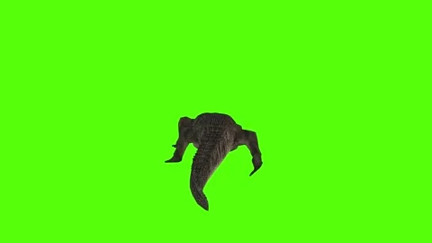 Crocodile Walking Green Screen Animation 4k Rendering Stock Footage 296980519