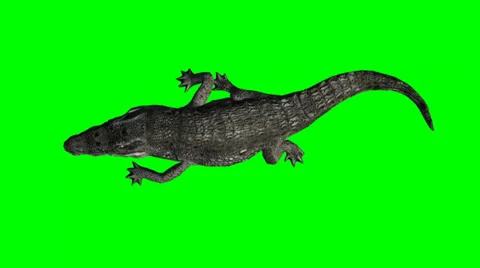 Crocodile walking - green screen Vidéo 38851164
