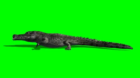 Crocodile walking - green screen Vidéo 38851204