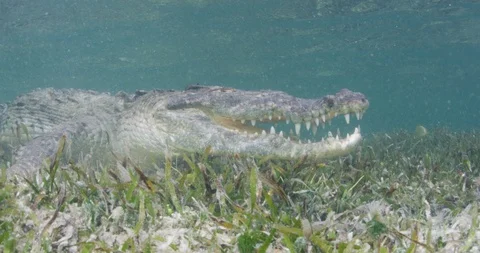 Crocodile walking underwater on the seabed Stock Footage 109332855