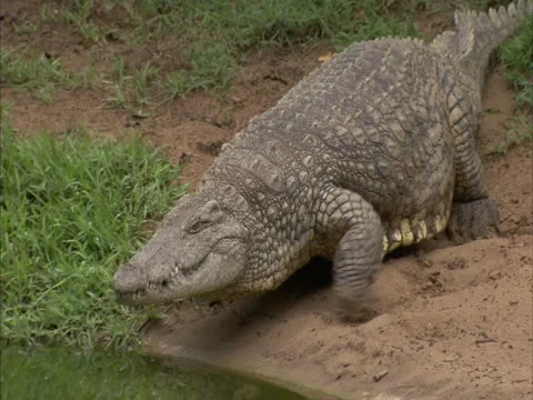 Crocodile walking to the water Stock Footage
