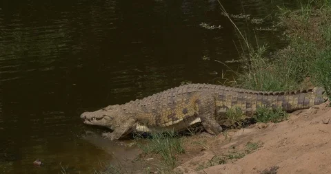 Crocodile walking in the water Stock Footage 90537008